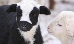 大方瓜如何喂羊羔吃视频,轻松掌握羊羔喂养技巧