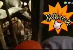 喂猪吃瓜的视频大全集,喂猪吃瓜视频大全集回顾