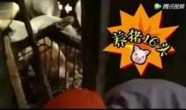 喂猪吃瓜的视频大全集,喂猪吃瓜视频大全集回顾