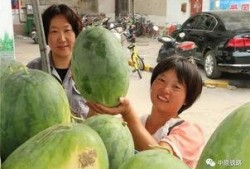 午餐吃瓜的视频,一场别开生面的视频盛宴