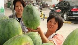 午餐吃瓜的视频,一场别开生面的视频盛宴