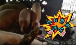 喂猪吃瓜的视频大全集,喂猪吃瓜视频大全集回顾
