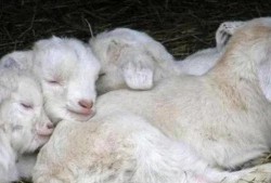 大方瓜如何喂羊羔吃视频,轻松掌握羊羔喂养技巧