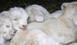 大方瓜如何喂羊羔吃视频,轻松掌握羊羔喂养技巧