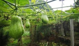 吃生拂手瓜视频,解锁清新口感新体验