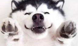 动物吃瓜群众视频,趣味横生的食瓜瞬间