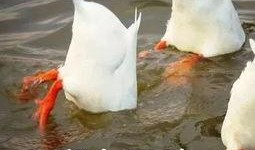 柯尔鸭吃瓜视频大全下载,萌宠欢乐时光集锦