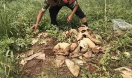 邹平最新吃瓜事件视频,视频揭秘惊人真相