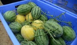 黄子吃瓜视频,揭秘娱乐圈幕后真相