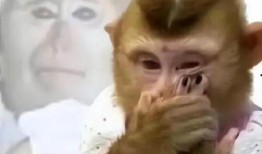 带你吃瓜原神视频素材