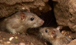 女友吃瓜吃出老鼠视频大全,惊悚吃瓜！女友视频揭露“老鼠视频大全”惊悚真相