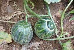 农村吃土瓜视频,农村土瓜视频带你领略田园风味