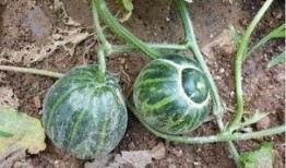 农村吃土瓜视频,农村土瓜视频带你领略田园风味