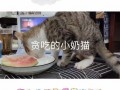吃瓜视频小奶猫在线观看
