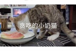 吃瓜视频小奶猫在线观看
