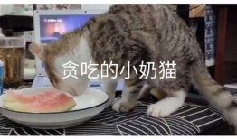 吃瓜视频小奶猫在线观看