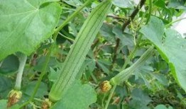 种花吃瓜的视频,一场别开生面的田园生活体验