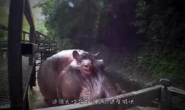 小狗可以吃三月瓜吗视频,营养与安全的双重考量