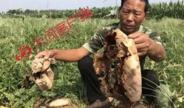 泗水县吃瓜事件真相视频,真相视频曝光背后的真相