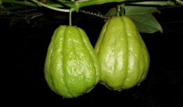 佛手瓜怎么吃最好吃视频讲解,视频讲解教你如何烹饪最佳口感