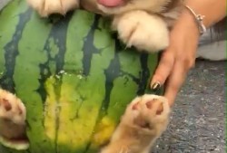 主人教狗吃瓜视频下载,狗狗吃瓜视频下载，萌态十足！