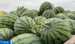 24年吃瓜视频,盘点那些让人捧腹大笑的短视频