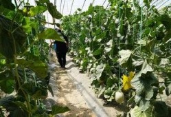 农民免费吃瓜视频网站,农民专属视频网站带你体验田园生活