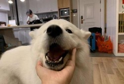 萨摩耶吃蜜瓜视频,萌态十足引网友爆笑