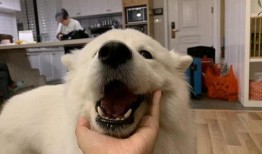 萨摩耶吃蜜瓜视频,萌态十足引网友爆笑