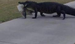 吃瓜狗被鳄鱼咬视频播放,视频播放引发热议