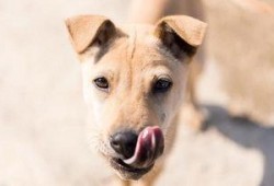 偷瓜狗吃土狗视频大全播放,视频大全播放量飙升