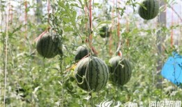 仁怀吃瓜事件视频曝光最新