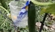 树青医学院吃瓜视频,揭秘校园生活幕后趣闻