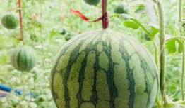 抚州吃瓜事情真相视频,揭秘真相背后的惊人内幕