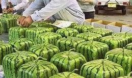 种花吃瓜的视频,一场别开生面的田园生活体验