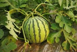 小样吃瓜视频完整版,一场视觉盛宴的完整版回顾