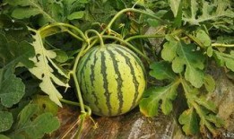 小样吃瓜视频完整版,一场视觉盛宴的完整版回顾