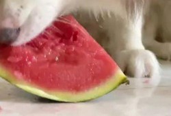 网红吃瓜狗子视频大全播放,萌宠界的欢乐盛宴