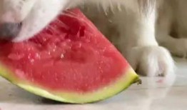 网红吃瓜狗子视频大全播放,萌宠界的欢乐盛宴