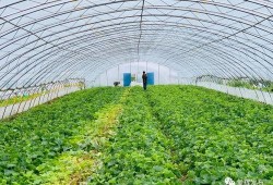 一家子的吃瓜群众视频,欢乐视频大揭秘