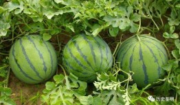 排列五吃瓜视频,吃瓜群众眼中的彩票风云