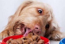 狗狗吃瓜早教视频播放,狗狗早教视频带你领略欢乐时光