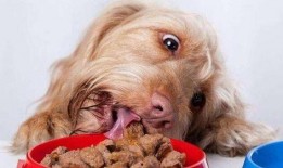 狗狗吃瓜早教视频播放,狗狗早教视频带你领略欢乐时光