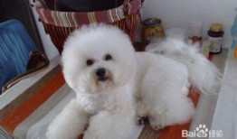 比熊吃瓜视频在线观看,萌态十足，在线观看笑翻天！