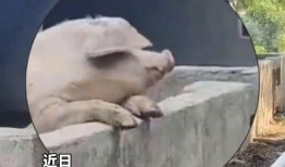 动物吃瓜群众视频,趣味横生的食瓜瞬间