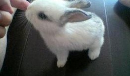 宠物兔吃瓜的视频,可爱瞬间萌翻网友