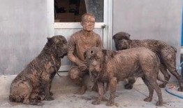 小狗可以吃三月瓜吗视频,营养与安全的双重考量