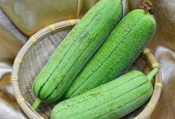 吃货主播美食水瓜视频,吃货主播带你探索美食新境界