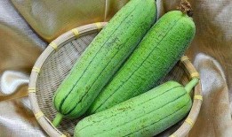 吃货主播美食水瓜视频,吃货主播带你探索美食新境界