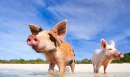 金猪吃瓜视频在线观看免费,欢乐无限，免费观看，笑翻天！